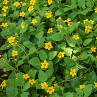 Chrysogonum virginianum Green and Gold flowers blooming in a home garden.