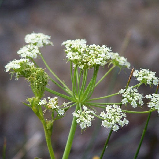 Heirloom Cicuta maculata ornamental wildflower seeds for naturalized gardens.
