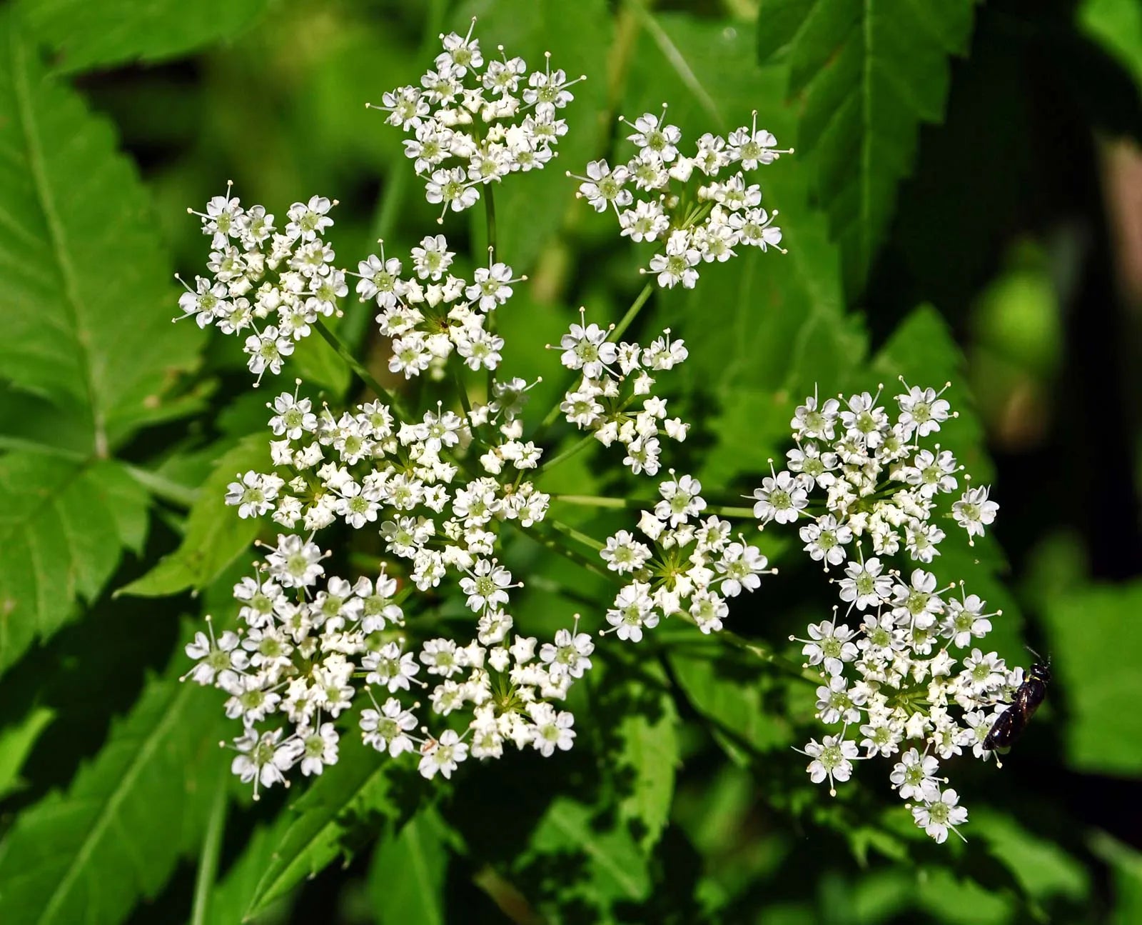 Cicuta maculata seeds ready for planting in outdoor landscape gardens
