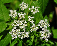 Cicuta maculata seeds ready for planting in outdoor landscape gardens