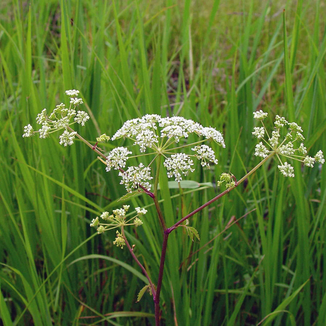Cicuta maculata plant seeds for home and outdoor garden planting