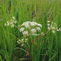 Cicuta maculata plant seeds for home and outdoor garden planting