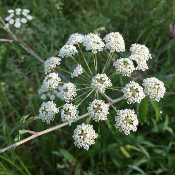 Cicuta maculata seeds for planting in meadow gardens and outdoor landscapes.