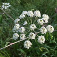 Cicuta maculata seeds for planting in meadow gardens and outdoor landscapes.