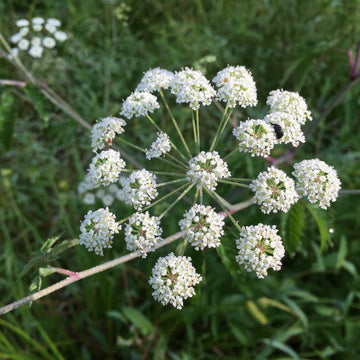 Cicuta maculata seeds for planting in meadow gardens and outdoor landscapes.
