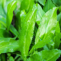 Cilantro Ancho Mexican Coriander Seeds for Planting