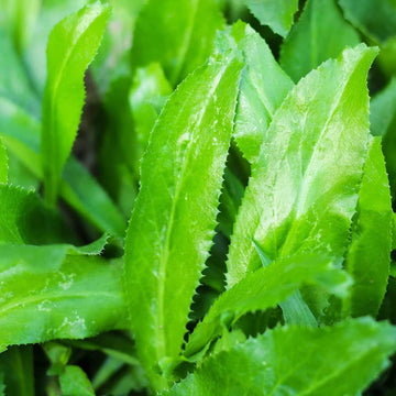 Cilantro Ancho Mexican Coriander Seeds for Planting