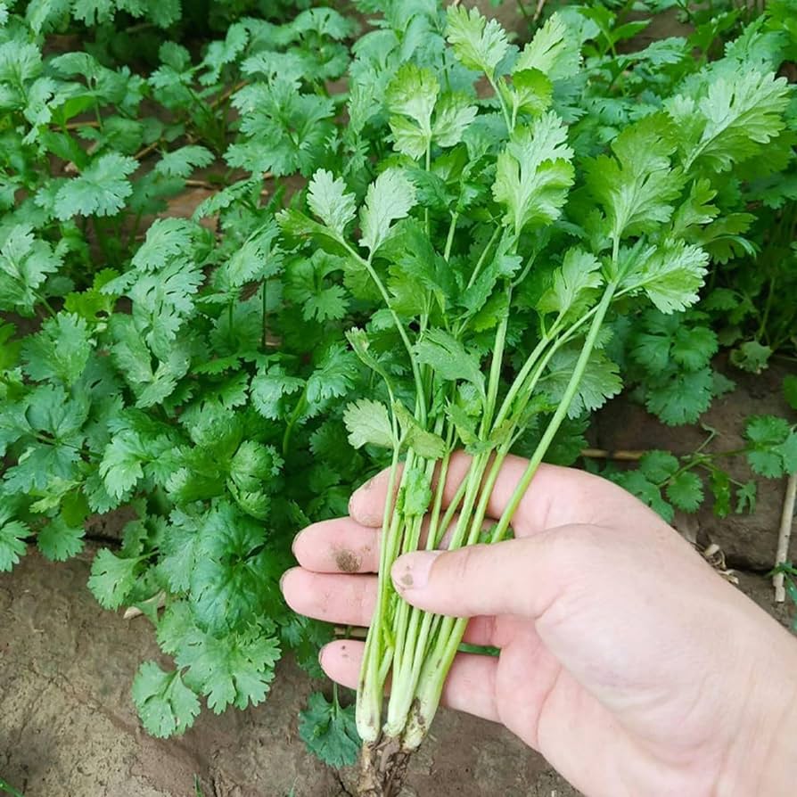 Heirloom cilantro plants growing in a raised garden bed