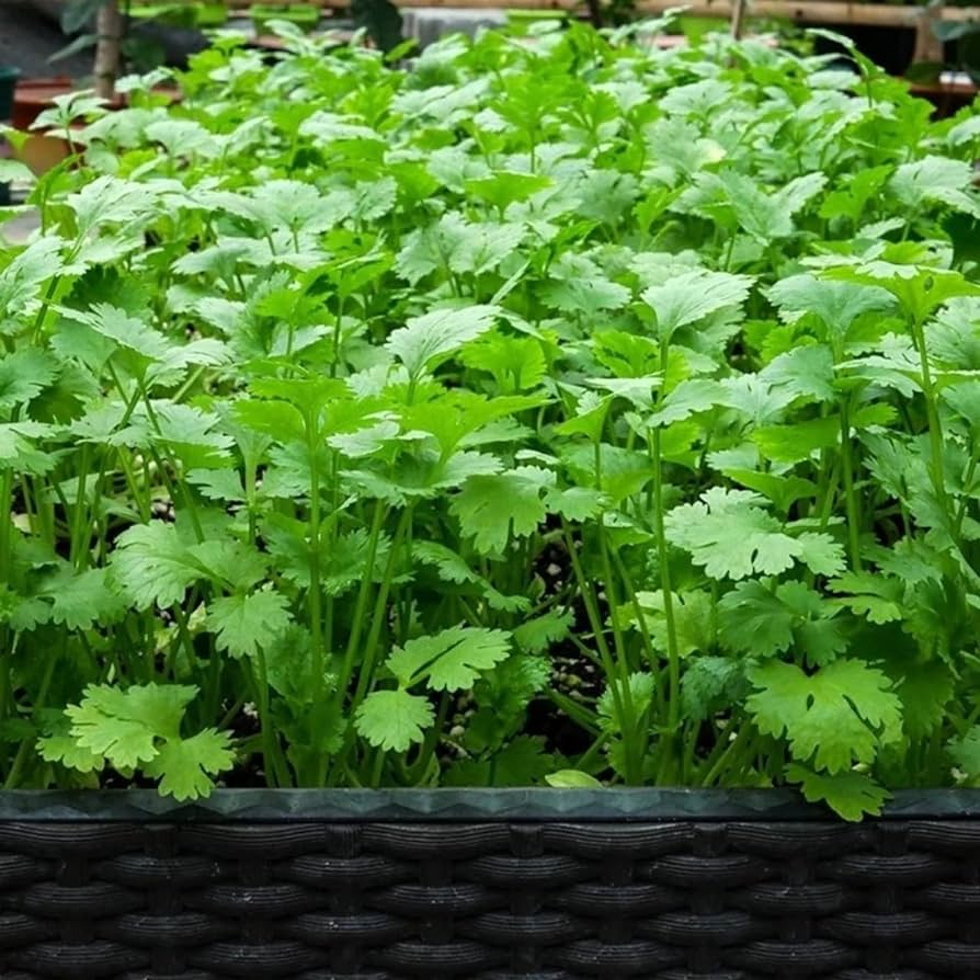 Cilantro seeds for home herb garden planting