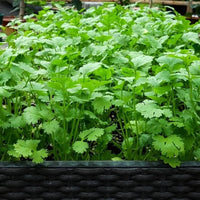 Cilantro seeds for home herb garden planting