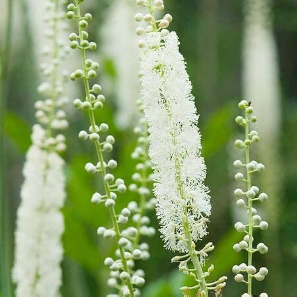 Cimicifuga Flower Seeds for Planting