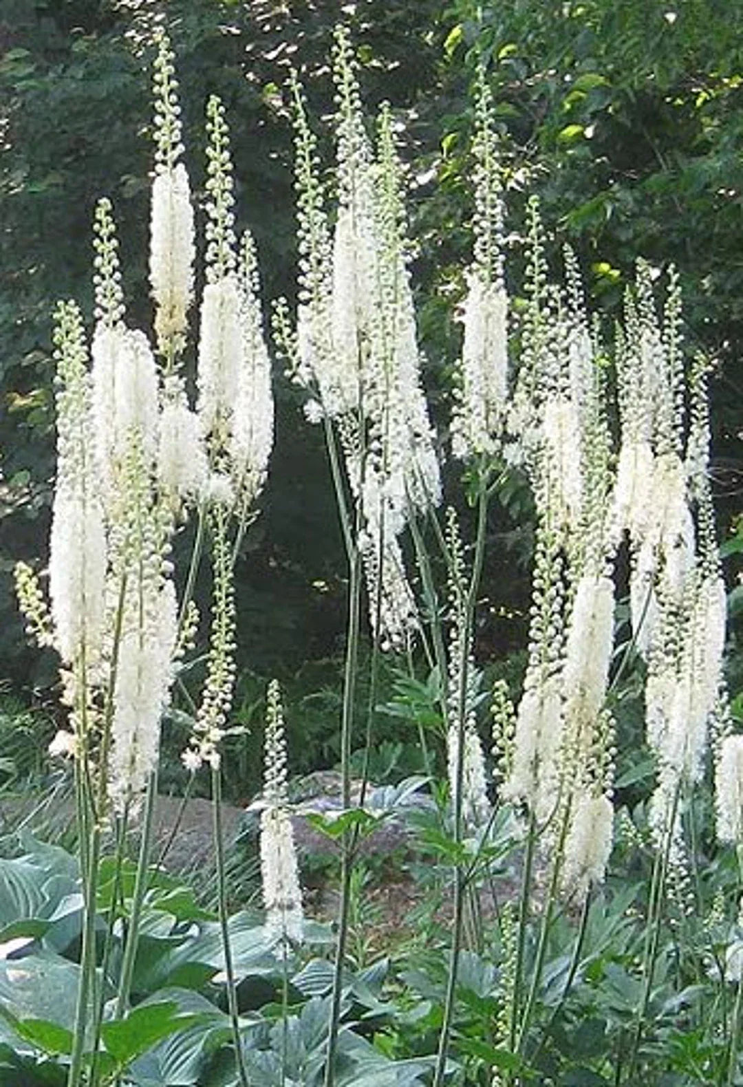 Cimicifuga Plant with Lush Green Foliage