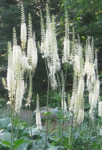 Cimicifuga Plant with Lush Green Foliage