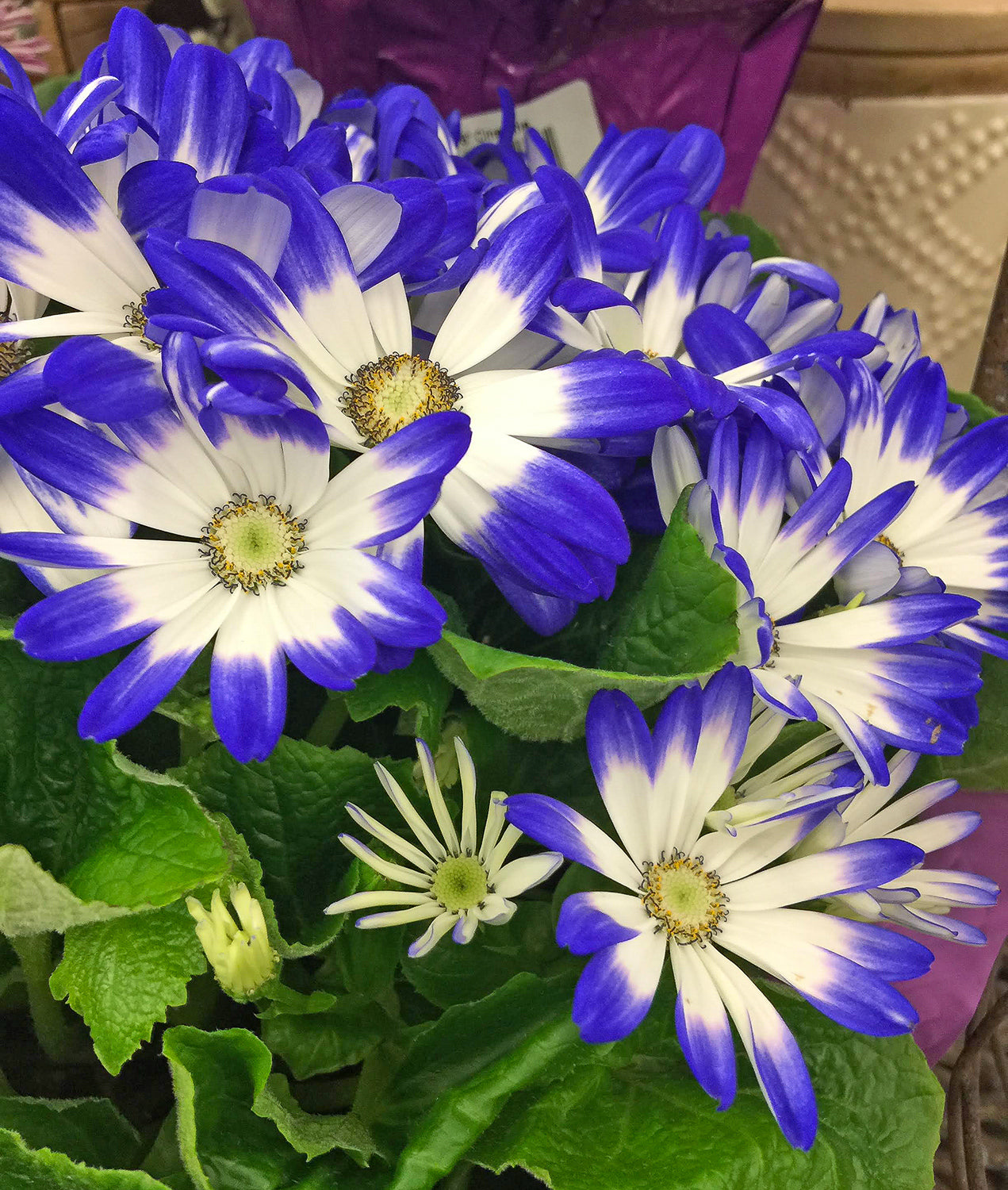 Purple Florists Cineraria Flower seeds for Planting - Low Maintenance, Heirloom & GMO Free Seeds for Home Garden