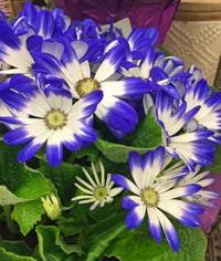 Blue Cineraria Flower seeds for Planting Pollinator Friendly Heirloom & GMO Free Seeds for Home Garden 
 
 Sale