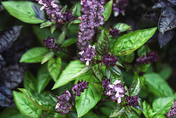 Cinnamon Basil seeds for planting in herb gardens