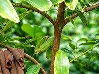 Cinnamon Tree Seeds for Planting – Heirloom & Non-GMO Tree Seeds