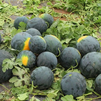 Citrullus lanatus Densuke seeds suitable for kitchen gardens and large containers.