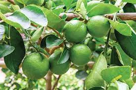 White fragrant blossoms of Citrus aurantifolia tree