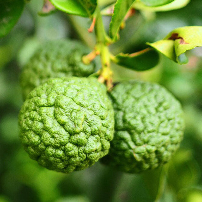 Citrus bergamia seeds suitable for raised beds and large containers.