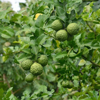 citrus-kaffir-lime-fruit-trees-brookfield-gardens-488948