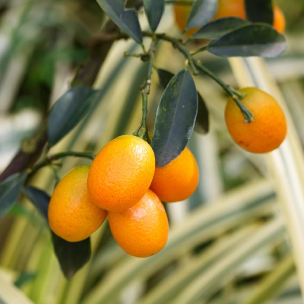 Citrus japonica seedlings sprouting