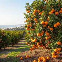 Citrus Navel Orange seeds ready for planting in outdoor gardens