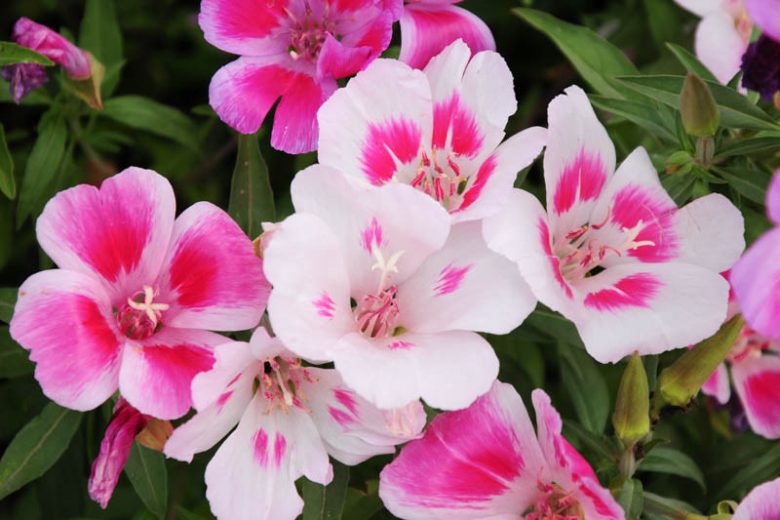 Farewell to Spring Seeds for Beautiful, Bright Spring Blooms