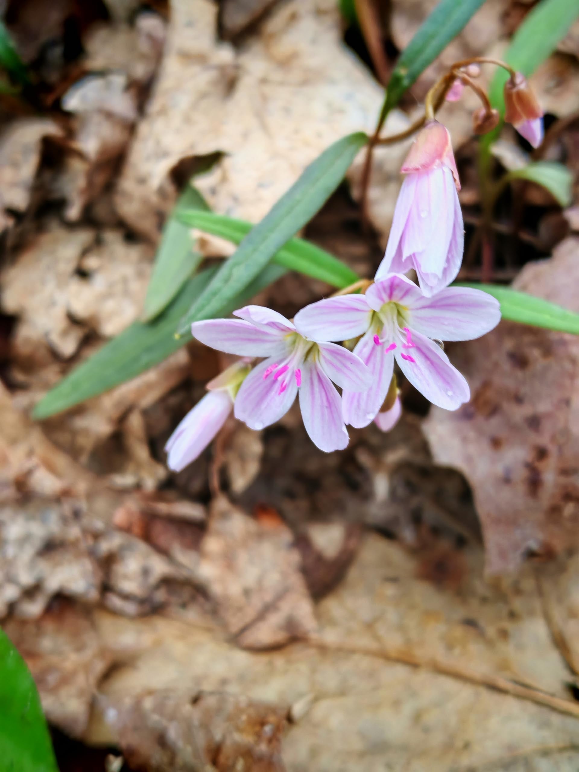 Pink-striped Claytonia virginica blossoms growing in a natural landscape.