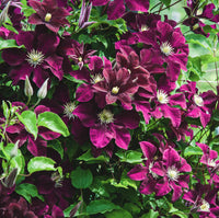 Clematis Hybrida Climbing Flower seeds for Planting Compact Growth Heirloom & GMO Free Seeds for Home Garden