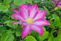 Pink-White Clematis Flower seeds for Planting - Premium Quality, Heirloom & GMO Free Seeds for Home Garden