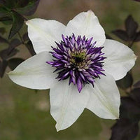 Close-Up of White and Purple Clematis Petals