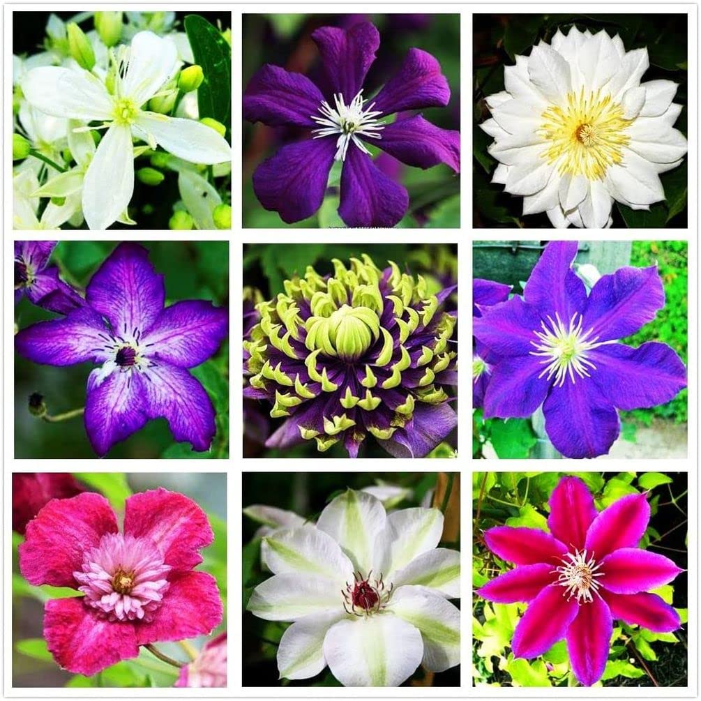 Clematis Mixed Colors flower seeds for planting in home gardens.