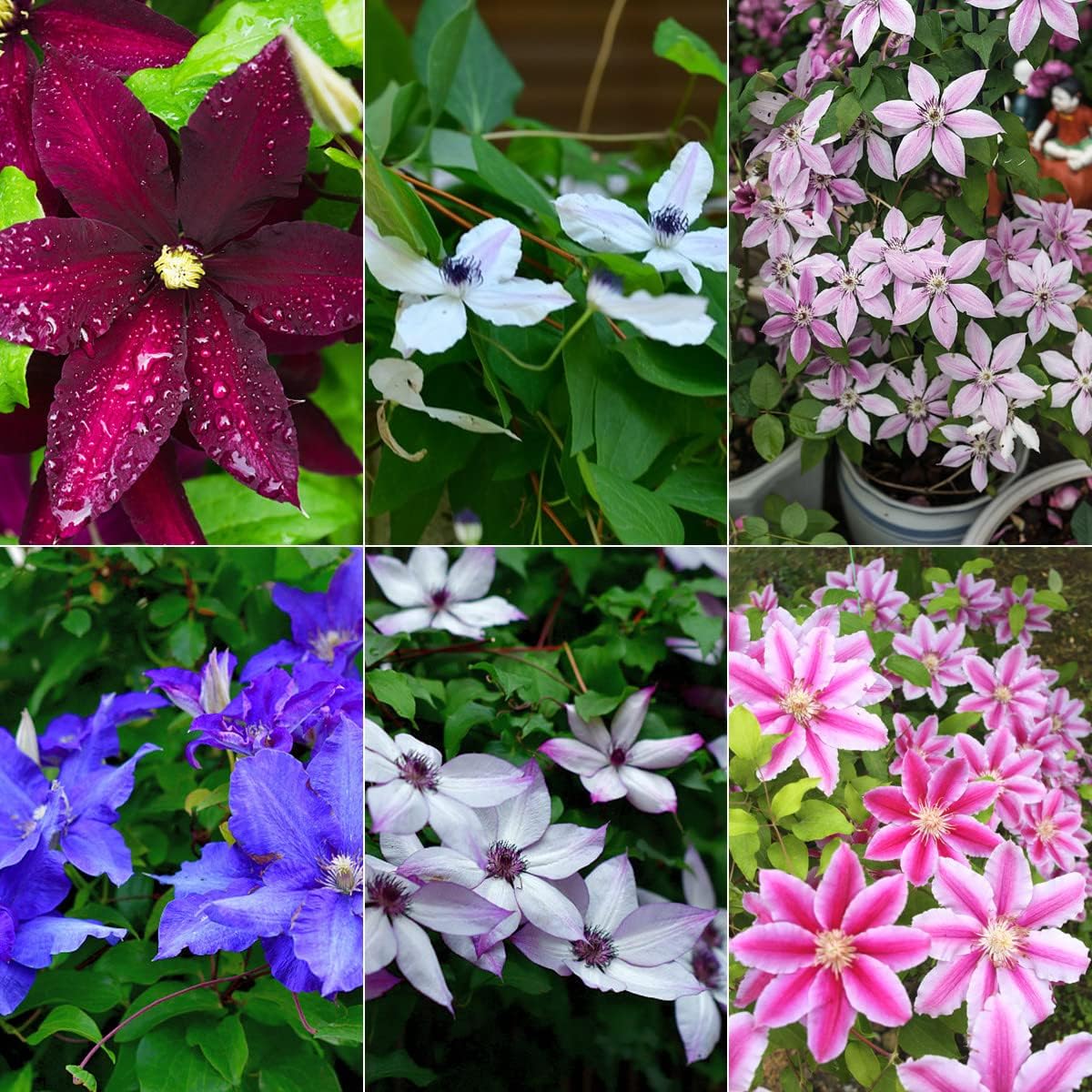 Clematis mixed flower seeds for planting in home gardens and containers.