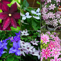 Clematis mixed flower seeds for planting in home gardens and containers.