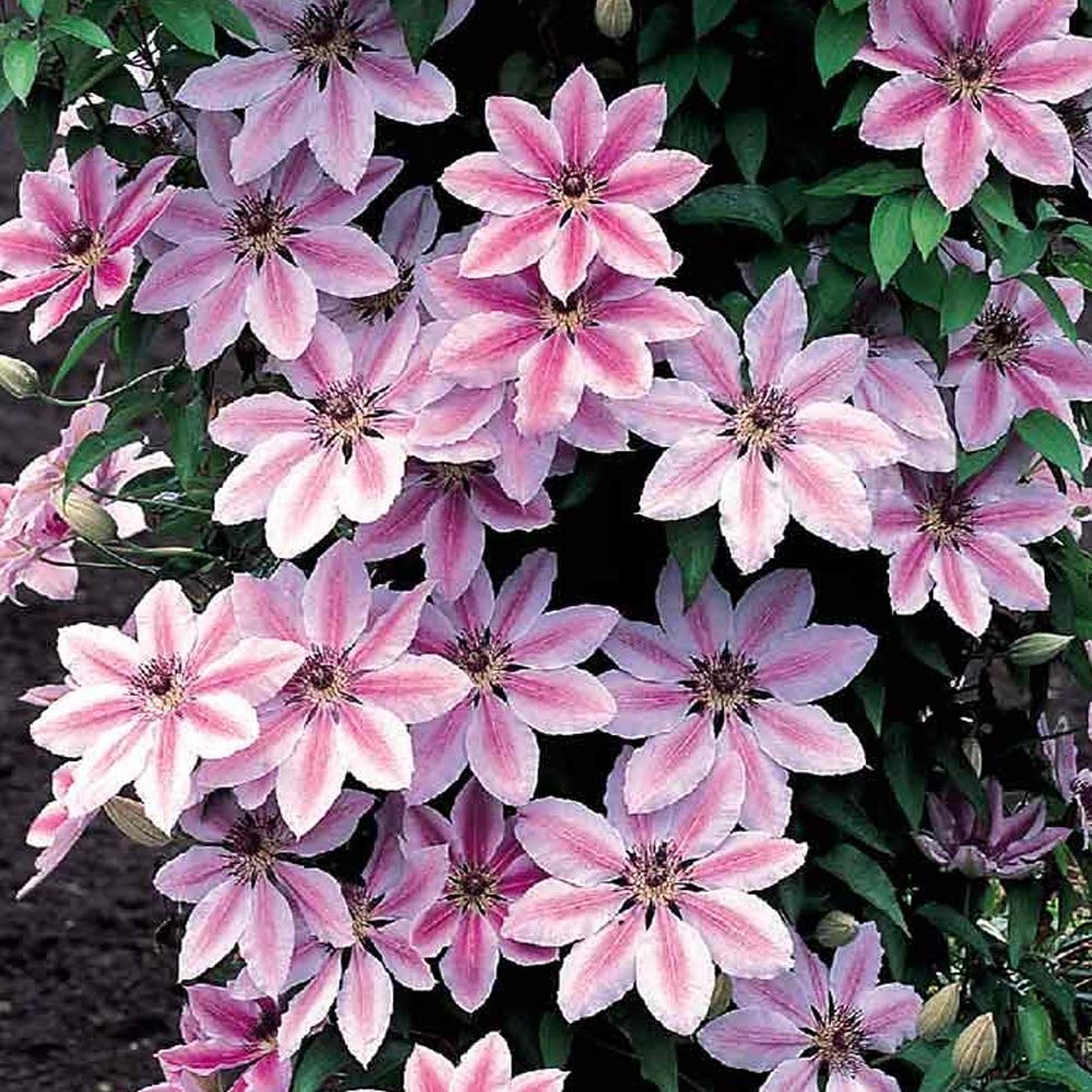 Easy-to-grow Nelly Moser flower seeds