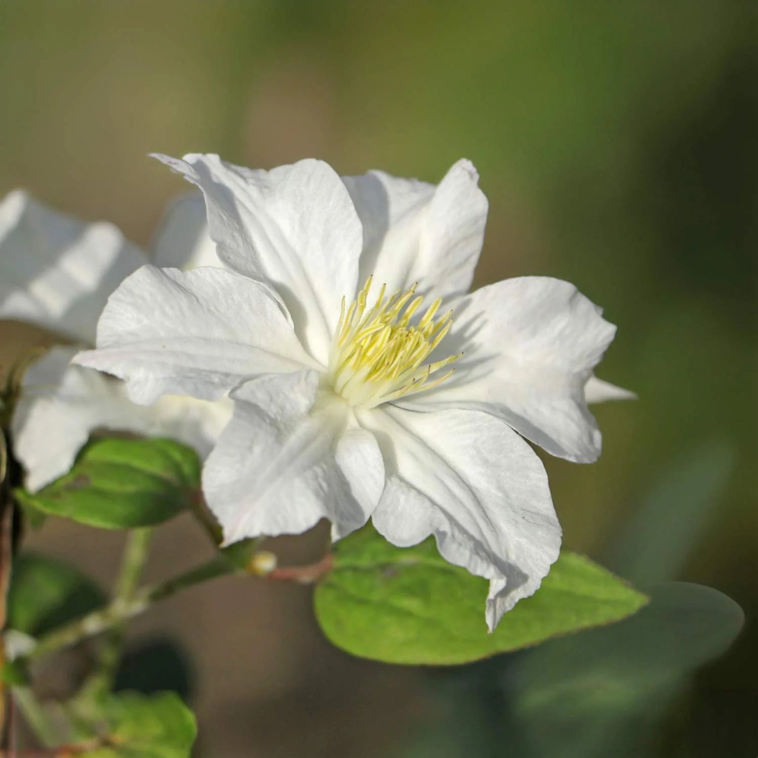 White Clematis Flower seeds for Planting - Compact Growth, Heirloom & GMO Free Seeds for Home Garden