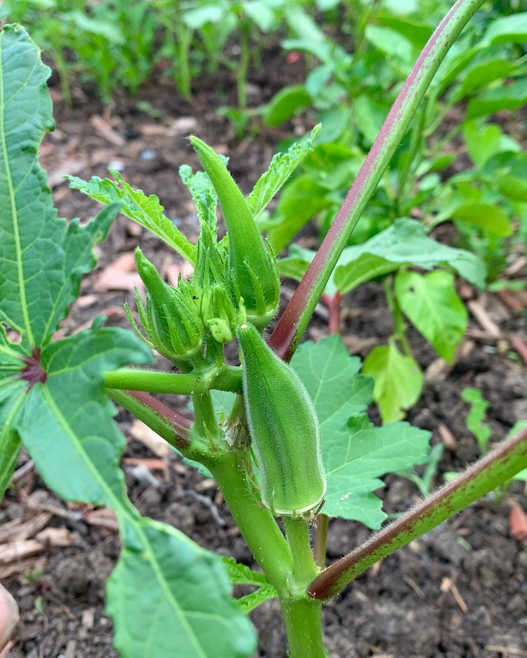 Heirloom Clemson Spineless okra plants growing in a sunny garden