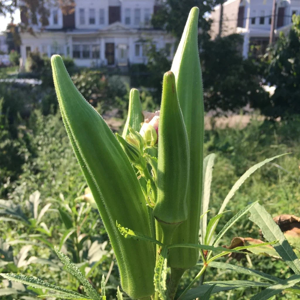 Clemson Spineless okra seeds for home vegetable garden planting