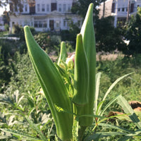 Clemson Spineless okra seeds for home vegetable garden planting