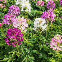 Giant Rose Queen Cleome Seeds for Large, Vibrant Blooms