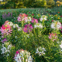 Mixed Cleome spider flowers blooming in a colorful home garden.