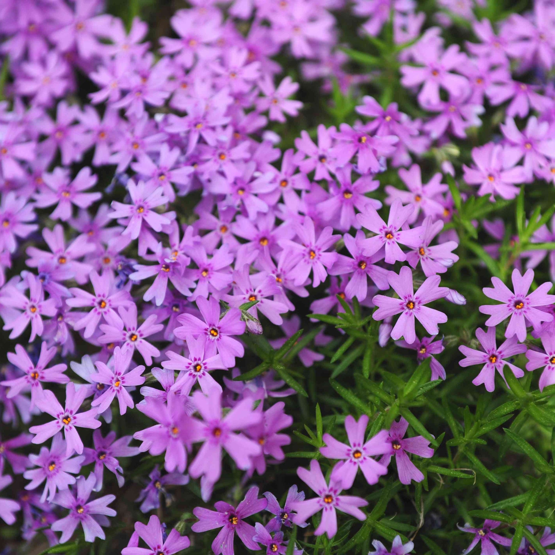 Climbing flower seeds suitable for pergolas, raised beds, and containers.