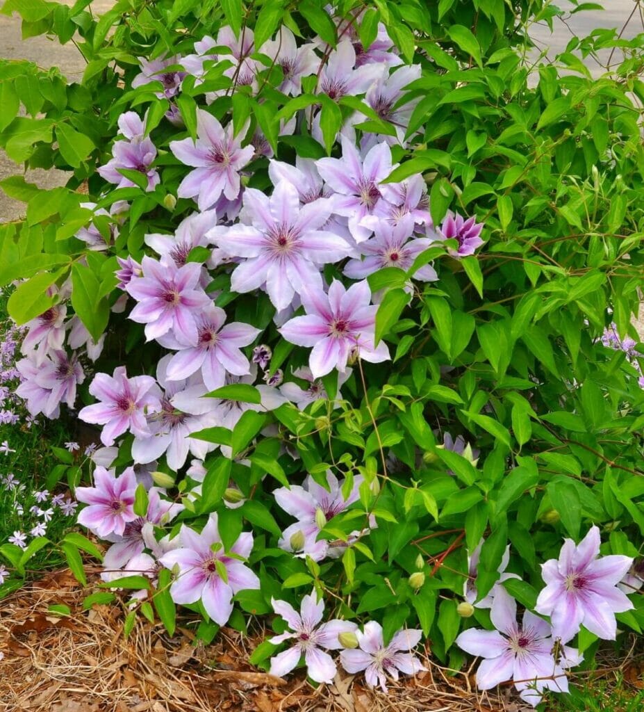 Nelly Moser vine seeds for vertical gardening
