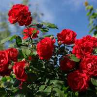 Vibrant Red Climbing Rose Seeds for Garden Planting