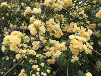 Rosa Banksiae Roses Growing on Trellis