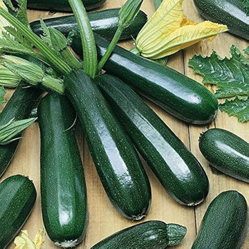 Climbing zucchini courgette vegetable plants growing in a home garden.