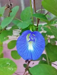 Shankam Flower Seedlings Emerging from Soil