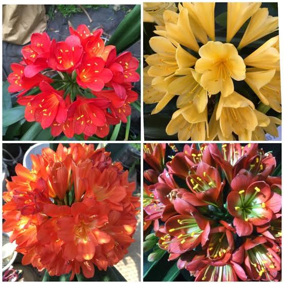 Clivia miniata ornamental seeds suitable for shade gardens and patios.