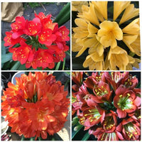 Clivia miniata ornamental seeds suitable for shade gardens and patios.